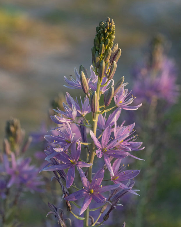 Camassia 'Violet Candle'