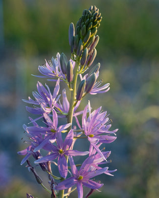 Camassia 'Violet Candle' Camassia 'Violet Candle'