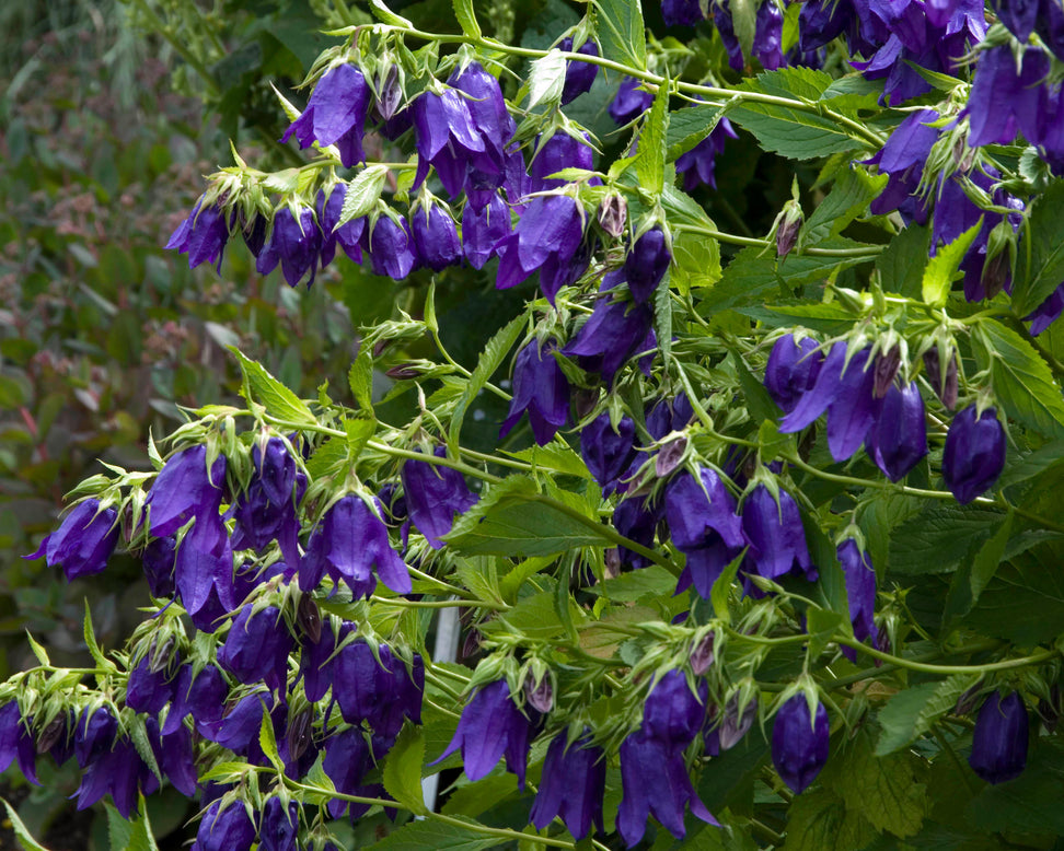 Campanula 'Kent Belle'