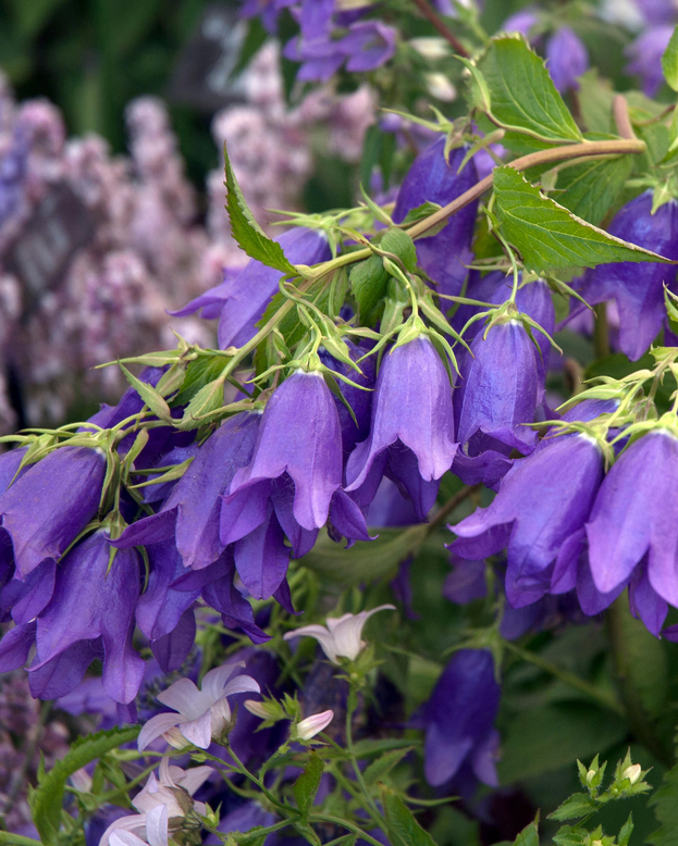 Campanula 'Kent Belle'