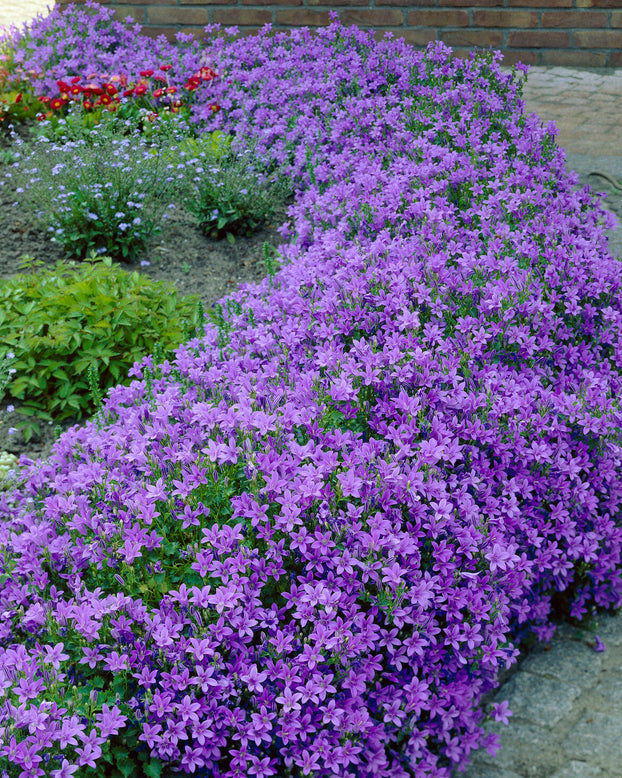 Campanula portenschlagiana