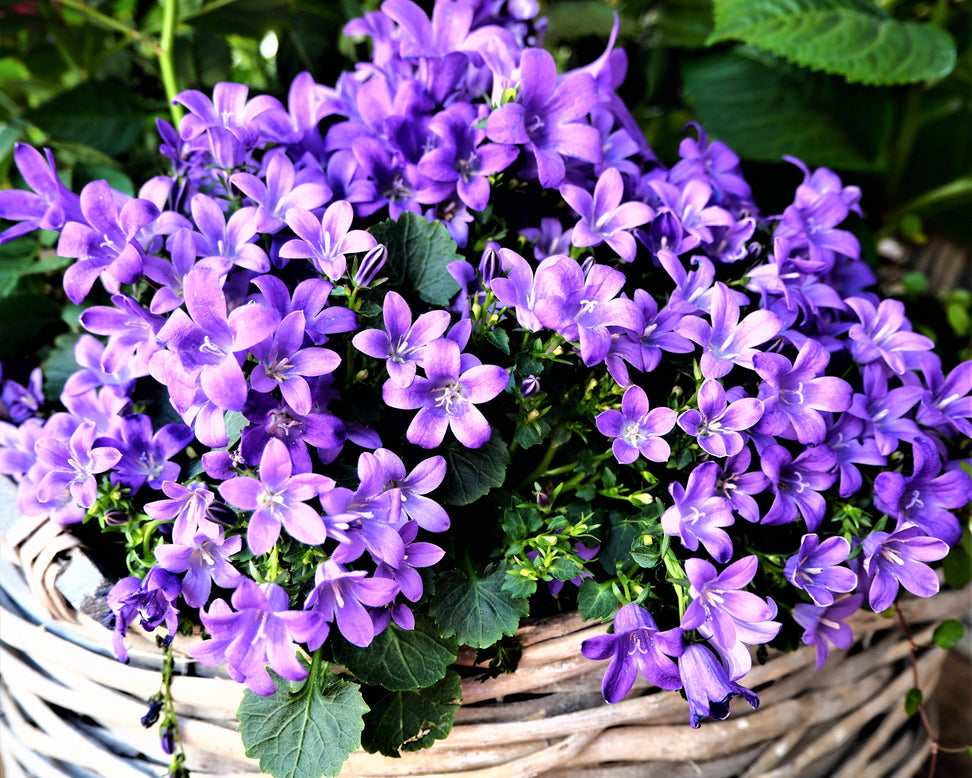 Campanula portenschlagiana