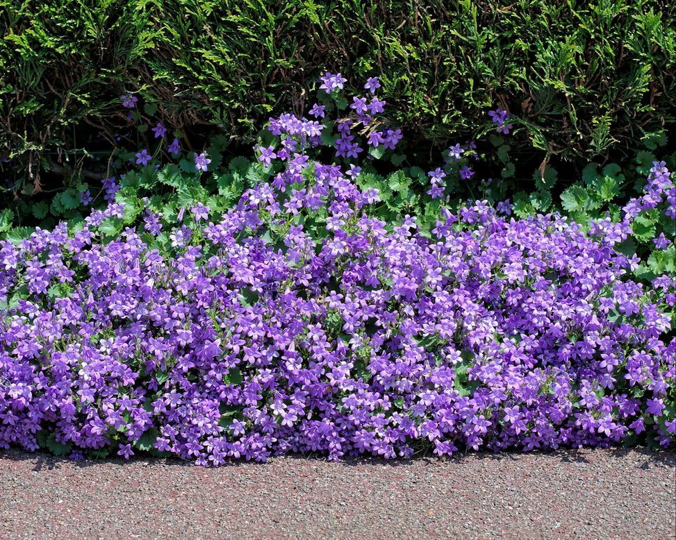 Campanula portenschlagiana