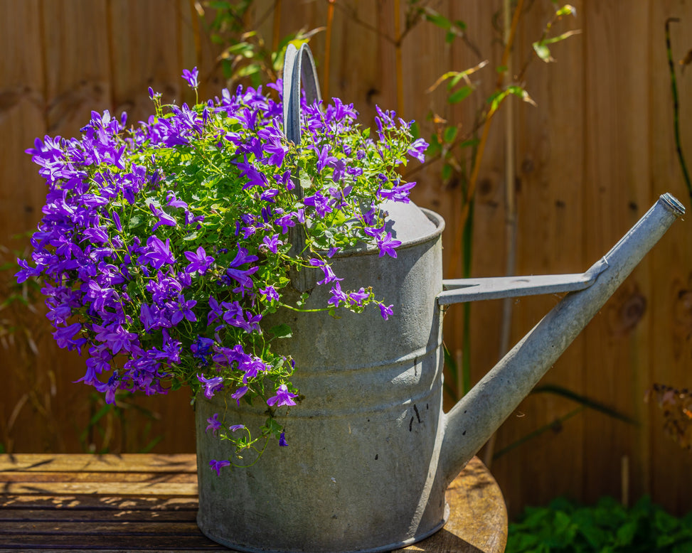 Campanula portenschlagiana