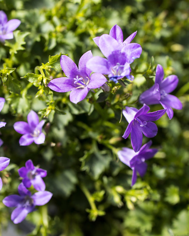 Campanula portenschlagiana