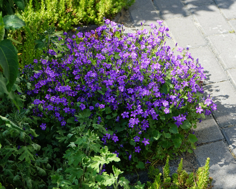 Campanula portenschlagiana