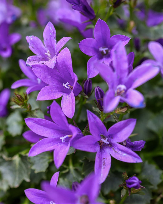 Campanula portenschlagiana