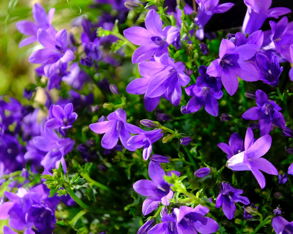 Campanula portenschlagiana