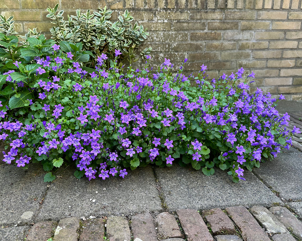 Campanula portenschlagiana