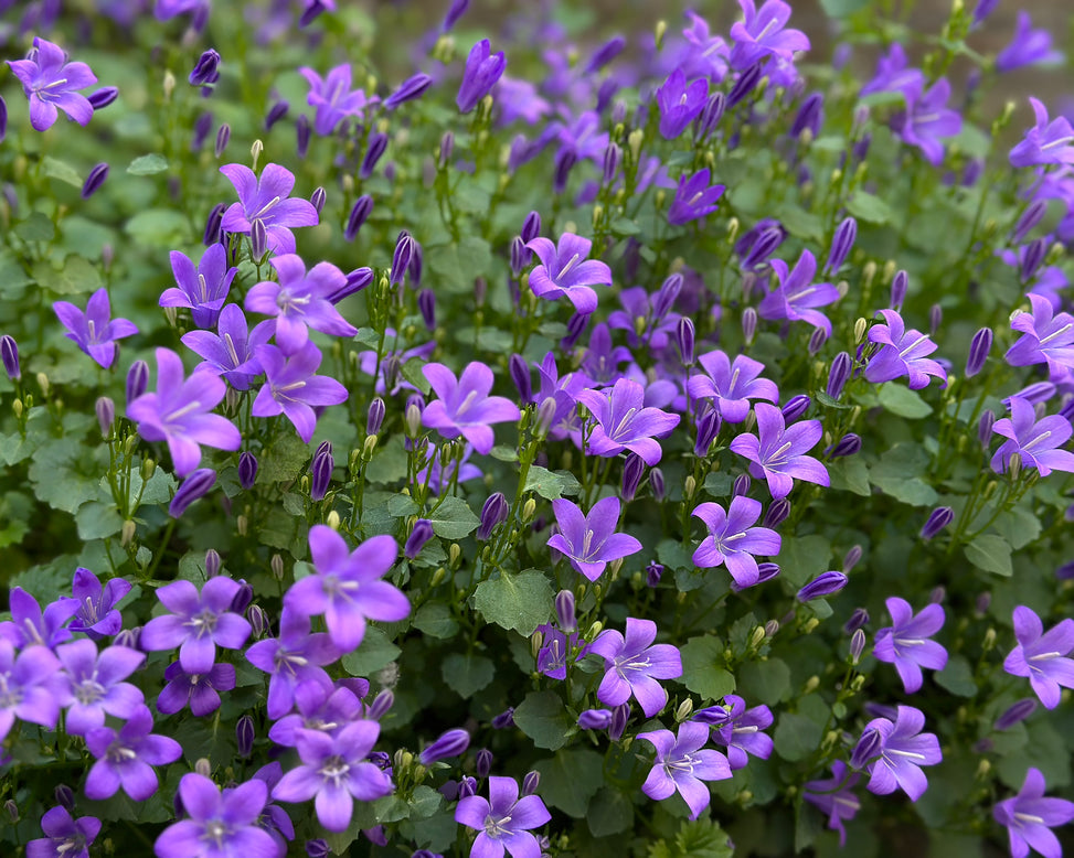 Campanula portenschlagiana