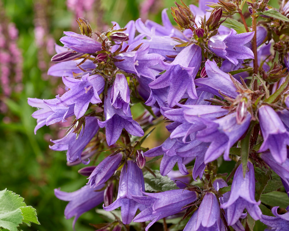 Campanula 'Rebelle'