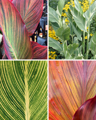 Canna 'Lush Leaves' Canna 'Lush Leaves'