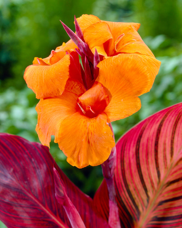 Canna 'Durban'
