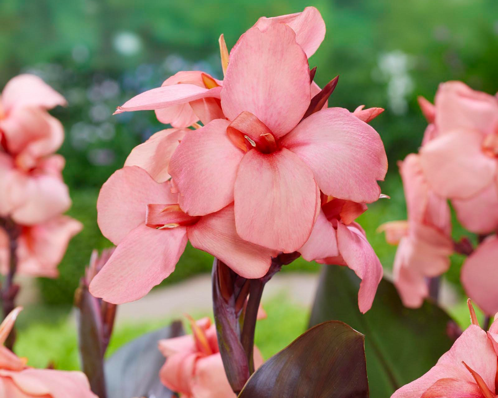 Canna 'Shinning Peach'
