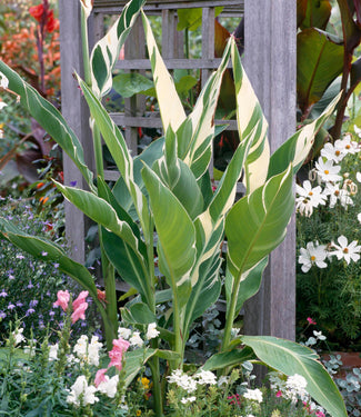 Canna 'Stuttgart' Canna 'Stuttgart'