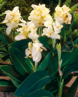 Canna 'Vanilla Cream' Canna 'Vanilla Cream'