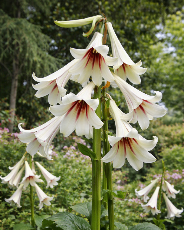 Cardiocrinum giganteum