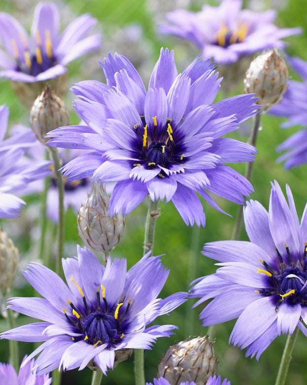 Catananche caerulea