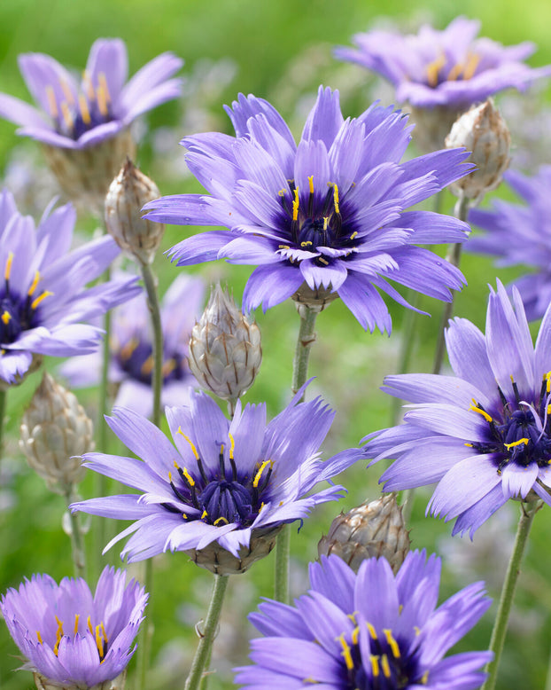 Catananche caerulea