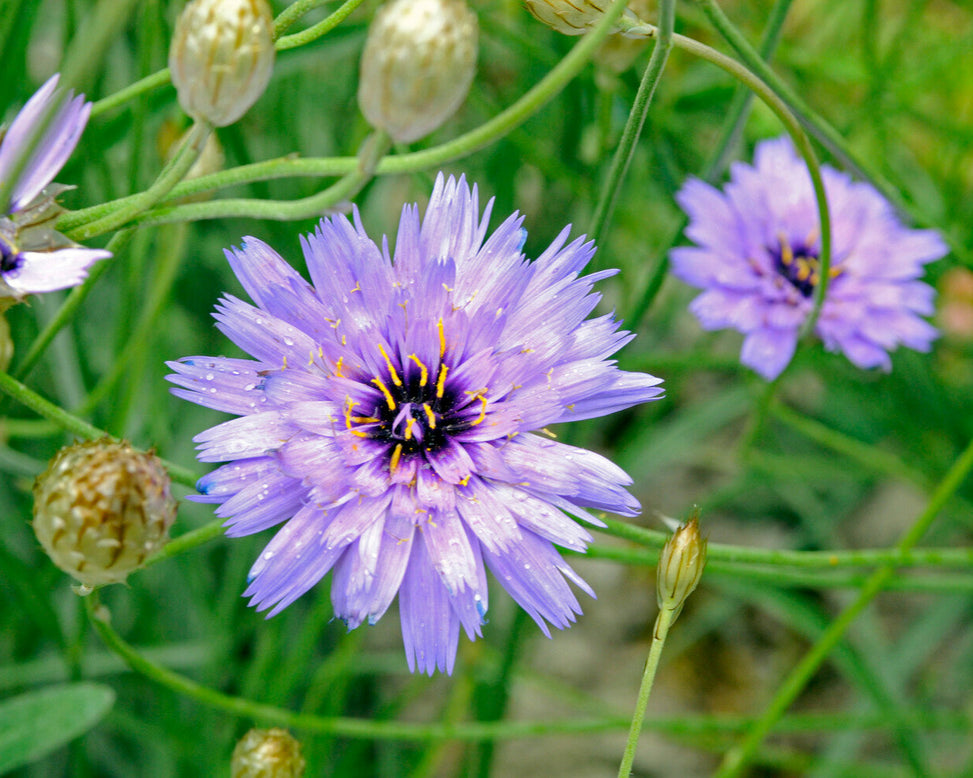 Catananche caerulea