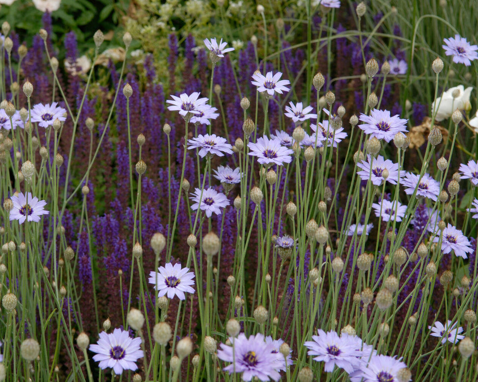 Catananche caerulea