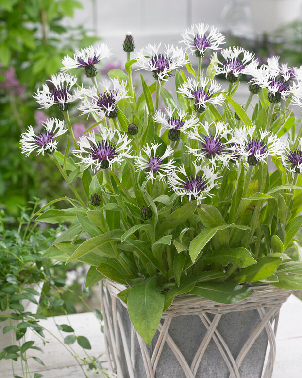 Centaurea 'Amethyst in Snow'