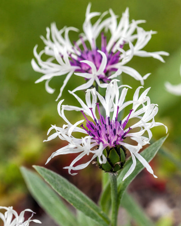 Centaurea 'Amethyst in Snow'