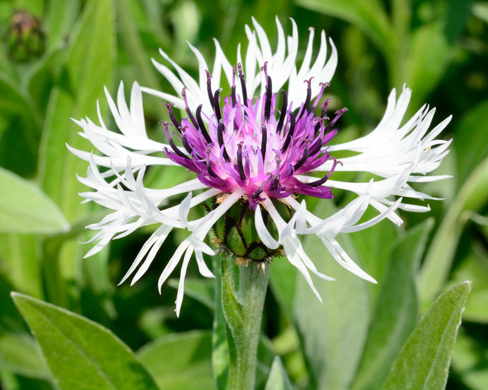 Centaurea 'Amethyst in Snow'