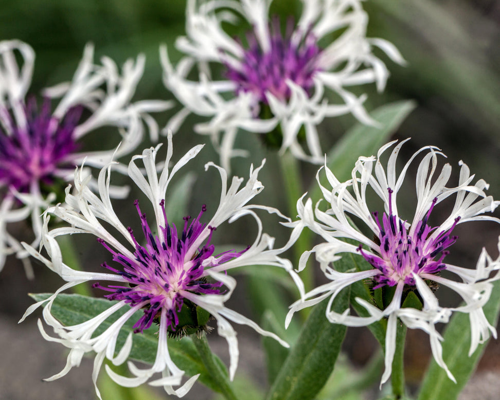 Centaurea 'Amethyst in Snow'
