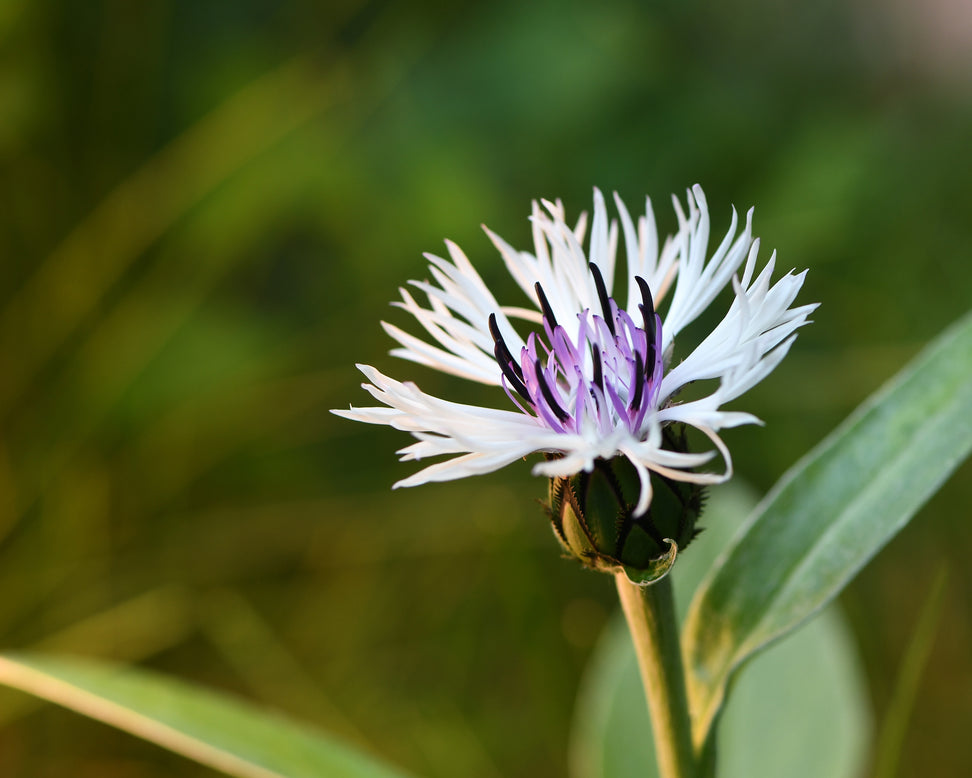 Centaurea 'Amethyst in Snow'