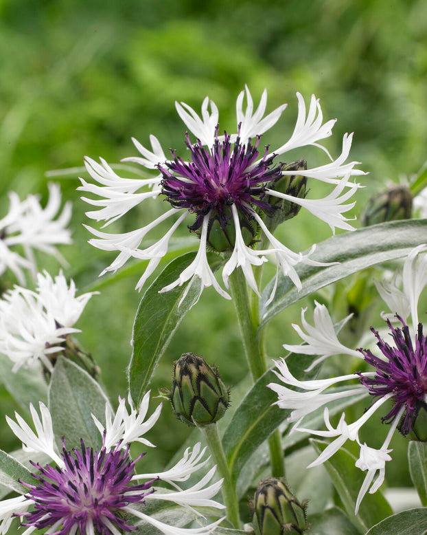 Centaurea 'Amethyst in Snow'