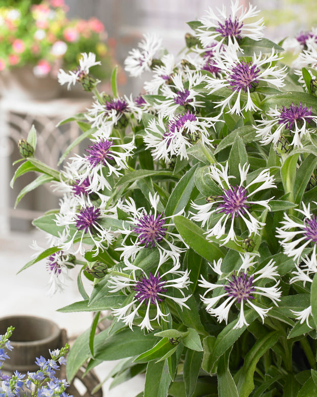 Centaurea 'Amethyst in Snow'