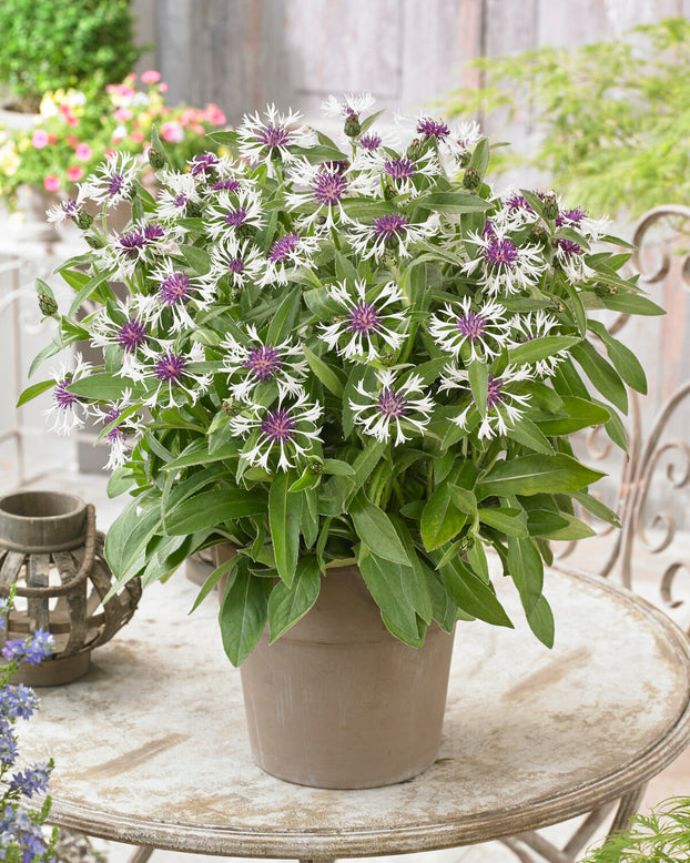 Centaurea 'Amethyst in Snow'