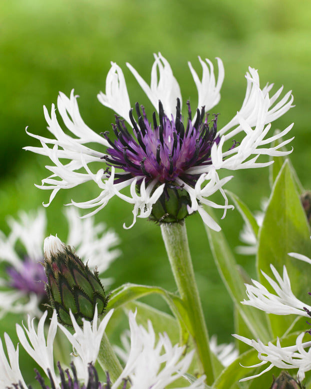 Centaurea 'Amethyst in Snow'