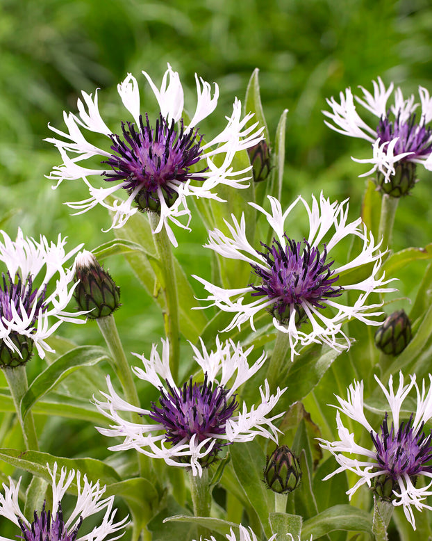 Centaurea 'Amethyst in Snow'