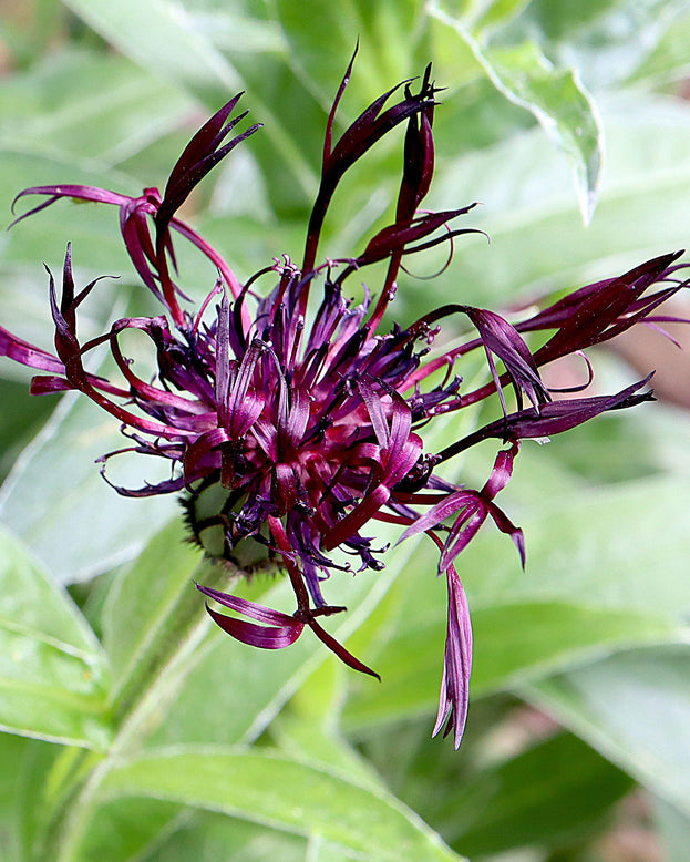 Centaurea 'Jordy'