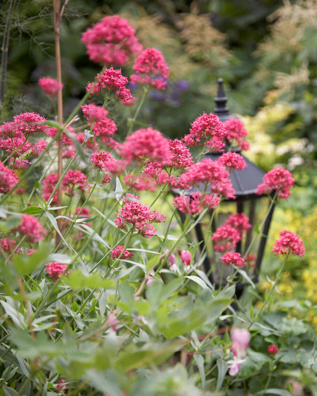 Centranthus 'Rosenrot'