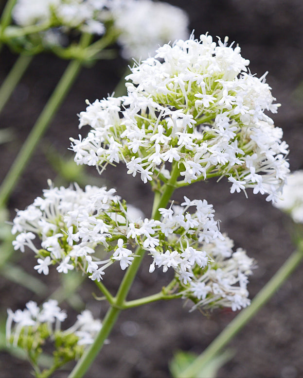 Centranthus 'Albus'
