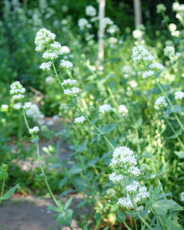 Centranthus 'Albus'