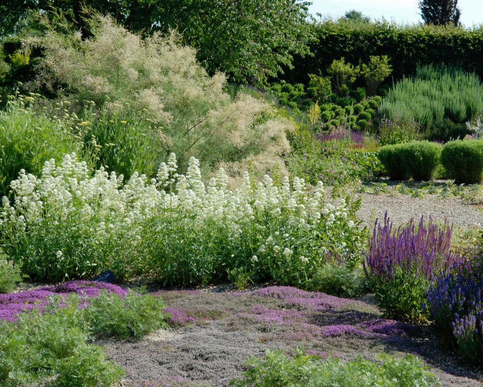 Centranthus 'Albus'