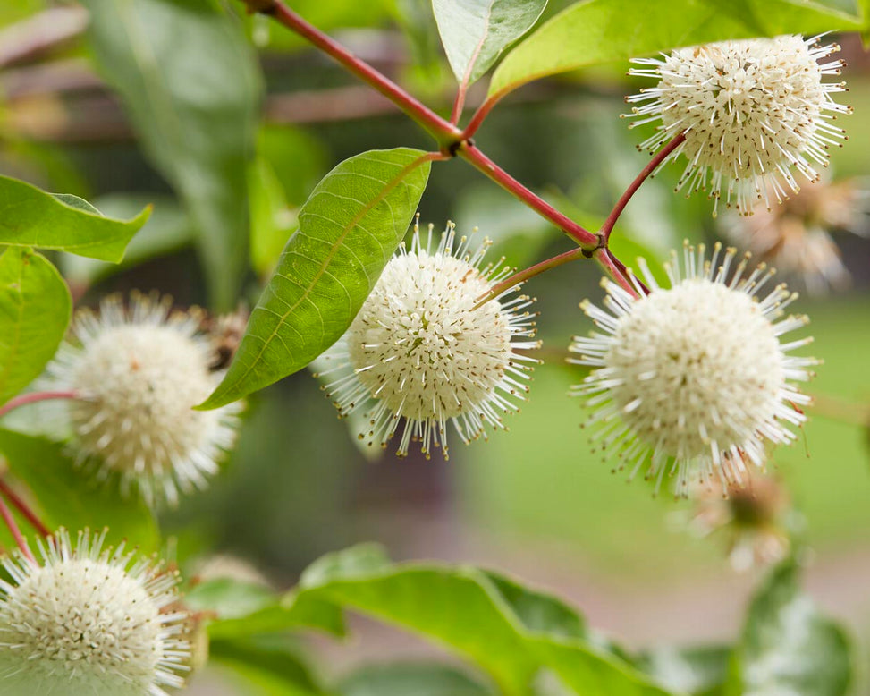 Cephalanthus occidentalis