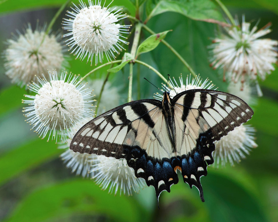 Cephalanthus occidentalis