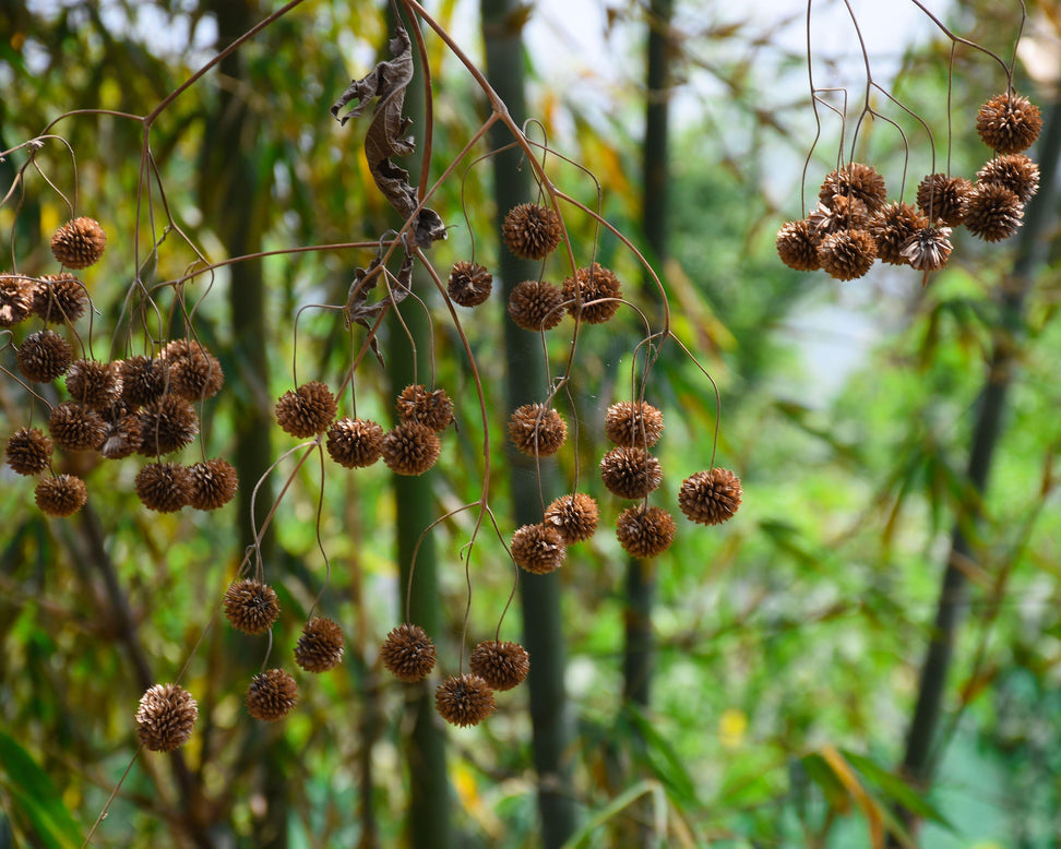 Cephalanthus occidentalis