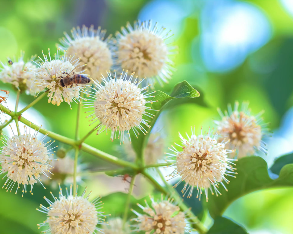 Cephalanthus occidentalis