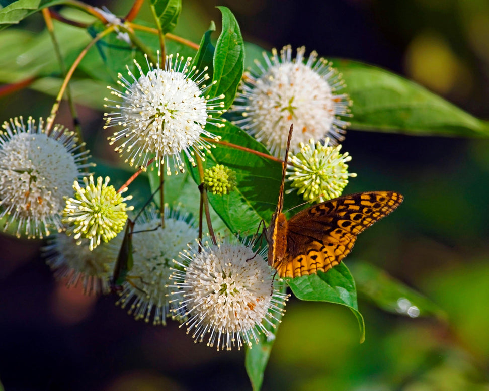Cephalanthus occidentalis