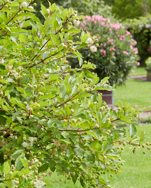 Cephalanthus occidentalis