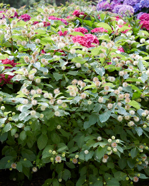 Cephalanthus occidentalis