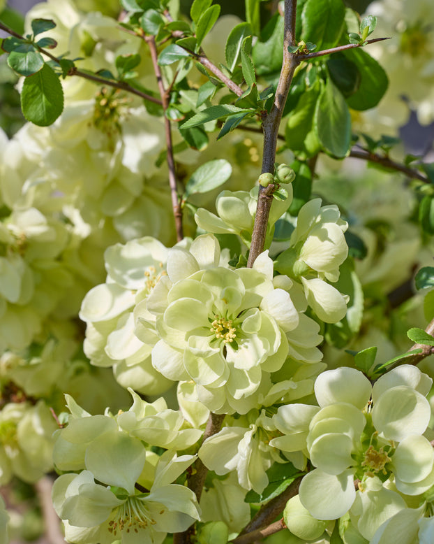 Chaenomeles 'Lemon Sorbet'