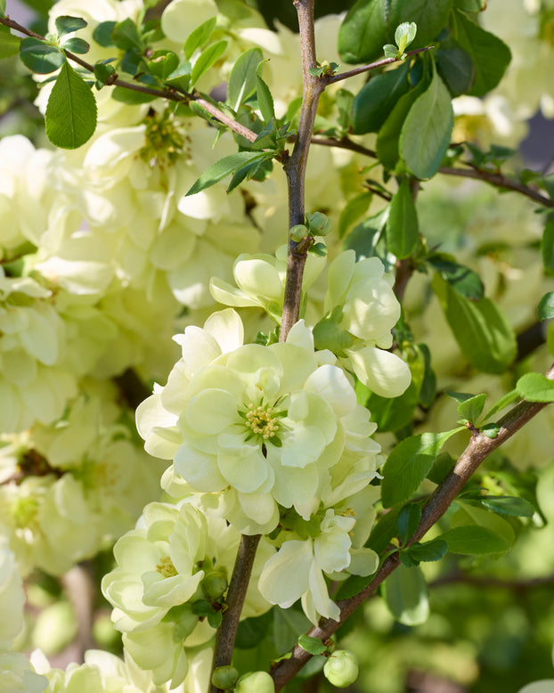 Chaenomeles 'Lemon Sorbet'