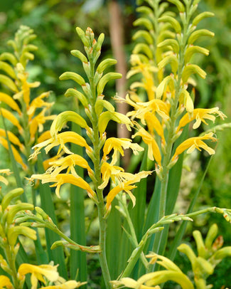Chasmanthe 'Ducktii' Chasmanthe 'Ducktii'